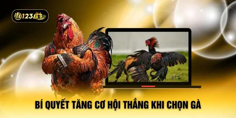 Bí quyết tăng cơ hội thắng khi chọn gà